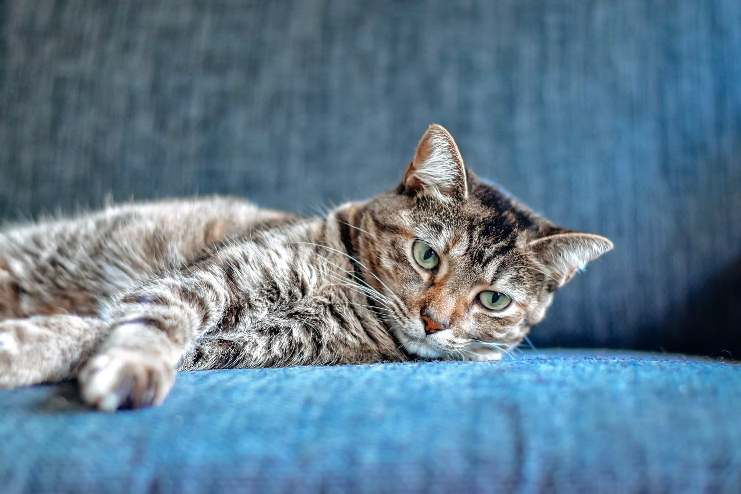 What Are the Early Symptoms of FIP That Cat Owners Should Know?